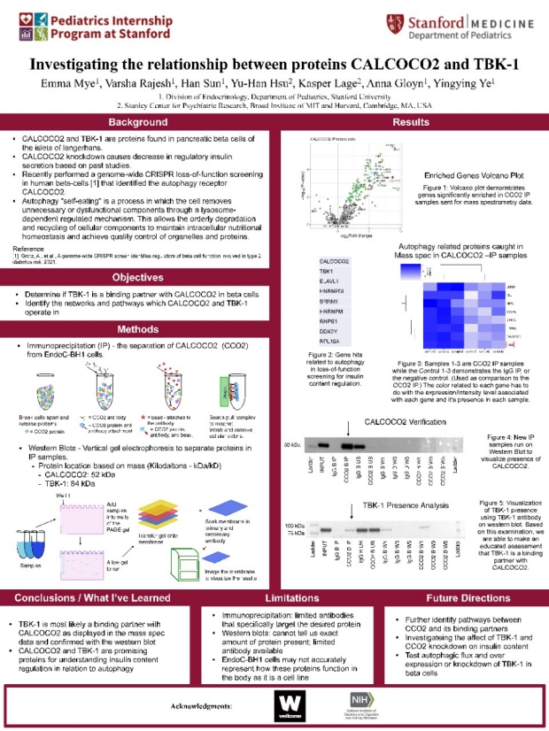 PIPS Poster -  Investigating the relationship between proteins CALCOCO2 and TBK-1 (Mye)